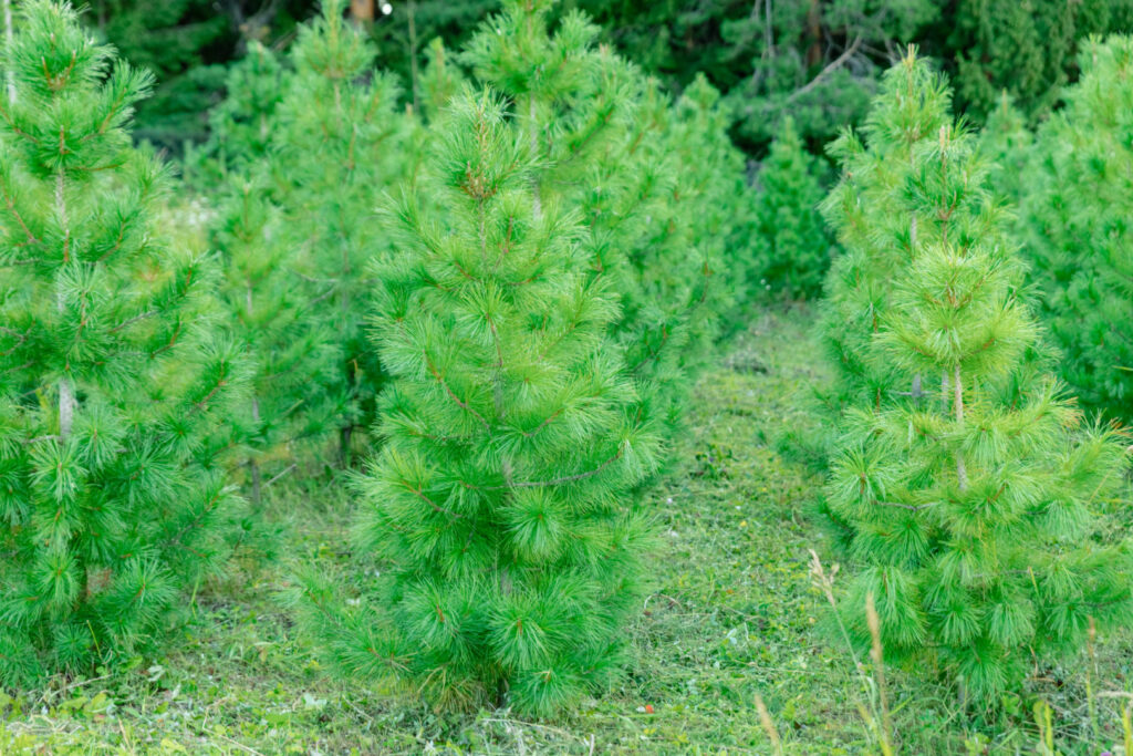 Фото 4 — Плюсы использования доски из кедра в саду