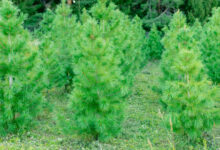 Photo of Плюсы использования доски из кедра в саду