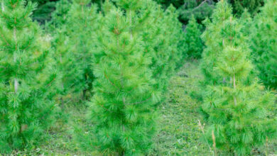 Photo of Плюсы использования доски из кедра в саду