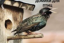 Photo of Деревянные домики для птиц