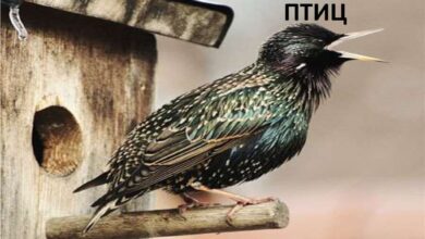 Photo of Деревянные домики для птиц