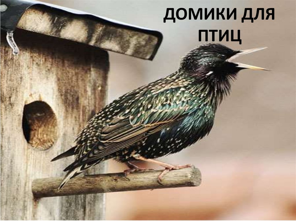 Фото 54 — Деревянные домики для птиц